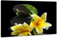 plumeria, lei, kamienie, wellness, relaks, krople wody