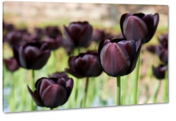 czarne tulipany, fioletowy, kwiaty, bukiet, wierno, wdzik, elegancja, makro, ka, pole, wiosna, makro