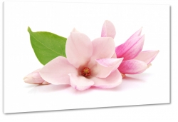 magnolia, rozkwitajcy, otwarty, natura, patki, wiosna, makro, rowa