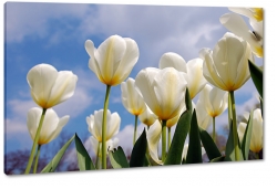 biae tulipany, ka, pole, wiosenny, niebieskie niebo