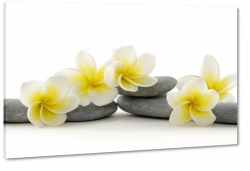 plumeria, lei, kamienie, wellness, relaks, ukad