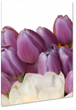 fioletowe tulipany, bukiet, kompozycja, biae to, patki, licie, fiolet, ogrd, wiosna, lato, natura
