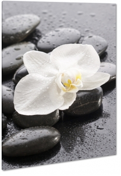 orchidea, biaa, kamienie, otoczaki, deszczowo, czarny