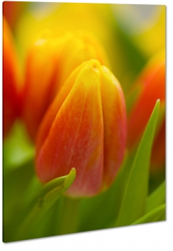 tulipan, pomaraczowy, wiosenny, lato, promienie soca, patki, makro