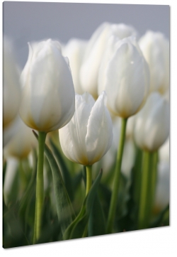 tulipany, biae, kwiaty, bukiet, licie, pikno, natura, uroda, styl, ka, pole, ogrd, makro