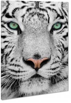 tygrys, biay, dziki, kot, spojrzenie, futro, makro, strach, pasy, drapienik, zielone oczy
