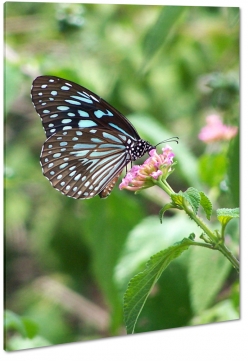 motyl, motylek, niebieski, czarny, makro, zblienie, skrzyda, kwiat, ka