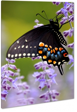 motyl, motylek, skrzyda, owad, ka, fiolet, kwiatki, makro, lawenda, czarny