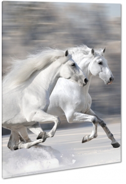 konie, biay ko, dostojny, majestatyczny, biel, pikno, grzywa, galop, bieg, symbol, jasno, opanowanie, spacer, wycig, rywalizacja, na niegu