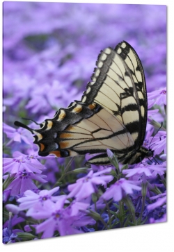 motyl, lawenda, skrzyda, ka, natura, fiolet