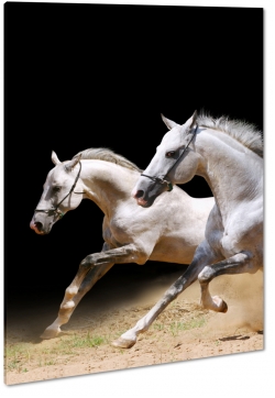 konie, siwek, arab, biay ko, dostojny, majestatyczny, biel, pikno, grzywa, galop, bieg, symbol, jasno, opanowanie, piasek, czarne to