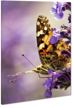 motyl, lawenda, skrzyda, ka, natura, fiolet, makro, do salonu