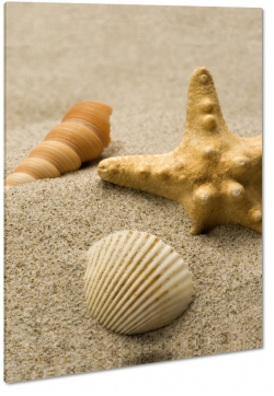 muszle, rozgwiazda, plaa, piasek, morze, na brzegu, kompozycja, szum morza, makro
