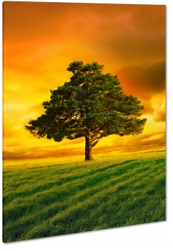 drzewo, zachd soca, pole, ka, polana, wie, natura, trawa, ciepe kolory, czerwone niebo