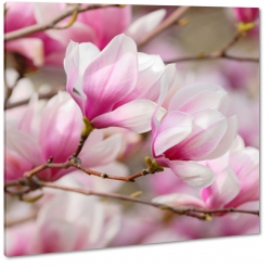 magnolia, kwiaty, natura, patki, drzewo, pikno, biel, sezon wiosenny, zdjcie makro