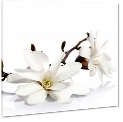 magnolia, biae kwiaty, odyga, pikno, patki, biae to, do salonu