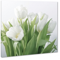 biae tulipany, otwarte, rozkwitajce, bukiet kwiatw, pikno, styl, niewinno, biae to