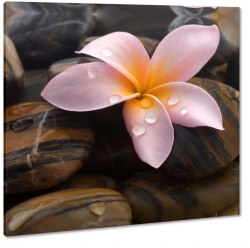 kamienie, plumeria, kwiat lei, hawajski, wellness, relaks, natura, kwiat zakochanych, rowy