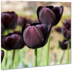 czarne tulipany, fioletowy, kwiaty, bukiet, wierno, wdzik, elegancja, makro, ka, pole, wiosna, lato