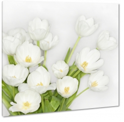 biae tulipany, otwarte, rozkwitajce, bukiet kwiatw, pikno, styl, niewinno, biae to