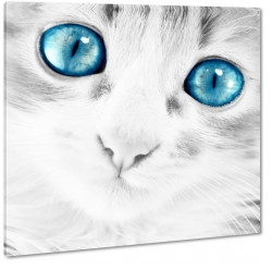 kot, kotek, spojrzenie, sier, futro, ciekawy, oczy, makro, niebieskie oczy, wsy, b&w