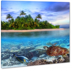 galapagos, wyspa, tropiki, w, rybka, rafa koralowa, bkitny, turkusowy, palmy, dungla, brzeg oceanu
