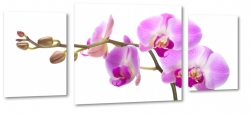 orchidea, fioletowa, biae to, do salonu, odyga, storczyk, dla kobiety