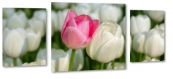 tulipany, biae, bukiet, rowe, wiosenny, ogrd, prezent, do salonu, para