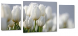 tulipany, biae, holandia, ka, pole, zdjcie makro, wiosenny