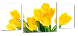 tulipany, holandia, zapach, te, bukiet, wiosenny, do salonu
