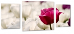 tulipany, biae, holandia, ka, pole, zdjcie makro, wiosenny, fioletowy