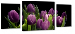 tulipany, holandia, zapach, fioletowe, bukiet, wiosenny, do salonu, czarne to