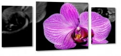 orchidea, fioletowa, czarne to, do salonu