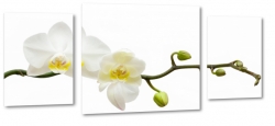orchidea, storczyk, biay, patki, natura, odyga, pki, prezent, kwiaty