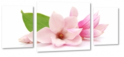 magnolia, rozkwitajcy, otwarty, natura, patki, wiosna, rowa