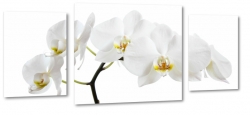 orchidea, storczyk, biay, patki, natura, odyga, pki, prezent, kwiaty, zapach, jasny