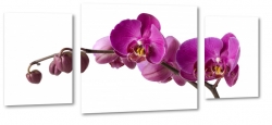 orchidea, storczyk, fiolet, patki, natura, odyga, pki, prezent, kwiaty