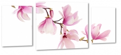magnolia, rowe kwiaty, odyga, pikno, patki, biae to