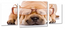pies, okulary, profesor, zabawa, pioch, biszkoptowy, biae to