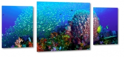 rafa koralowa, ryby, ocean, awica, nurkowanie, oceanarium, pod wod, kolorowy, pikno