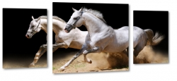 konie, biay ko, dostojny, majestatyczny, biel, pikno, grzywa, galop, bieg, symbol, jasno, opanowanie, piasek, czarne to