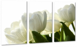 tulipany, holandia, zapach, biae, bukiet, wiosenny, do salonu, ogrd, biae to