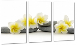 plumeria, kamienie, kwiat lei, spa, ukad, kompozycja, kwiat zakochanych