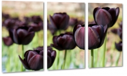 czarne tulipany, holandia, pole, uprawa, zapach, stylowy, ogrd, do salonu