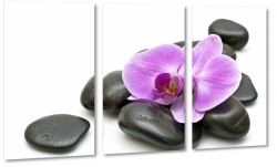 orchidea, kamienie, czarne, rwnowaga, wellness, do salonu, relaks, spa