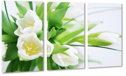 tulipany, holandia, zapach, biae, bukiet, wiosenny, do salonu, ogrd, biae to