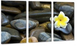 plumeria, kamienie, czarne, ty, kwiat zakochanych, hawajski, lei, spa