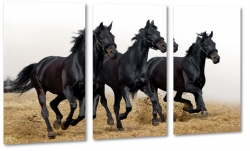 konie, czarny, galop, mustang, wolno, arystokracja, czempion, na play