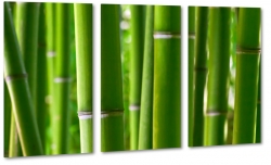 bambus, makro, zblienie, natura, zielony
