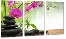 orchidea, kamienie, wellness, bambus, fioletowy, czarny, rwnowaga, relaks, spokj, zielony, natura